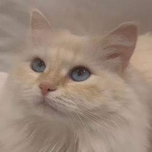 Meet your Posher, Cavitycat